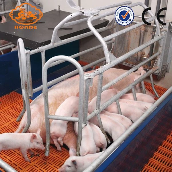 Domuz Farrowing Sandık tezgahları