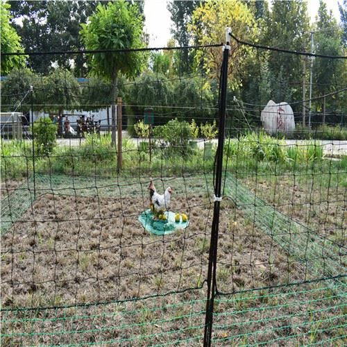 Plastik Bahçe Bölgesi Kümes Hayvanları Ağları